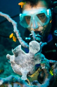 2005 frogfish and me on thila