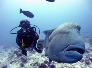 2008 liam and napoleon