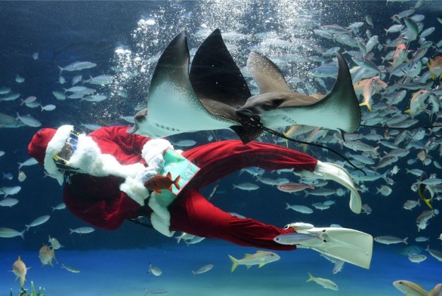 JAPAN-CHRISTMAS-AQUARIUM-SANTA