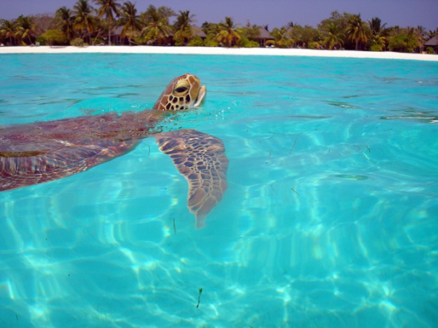 2008 green turtle on surface