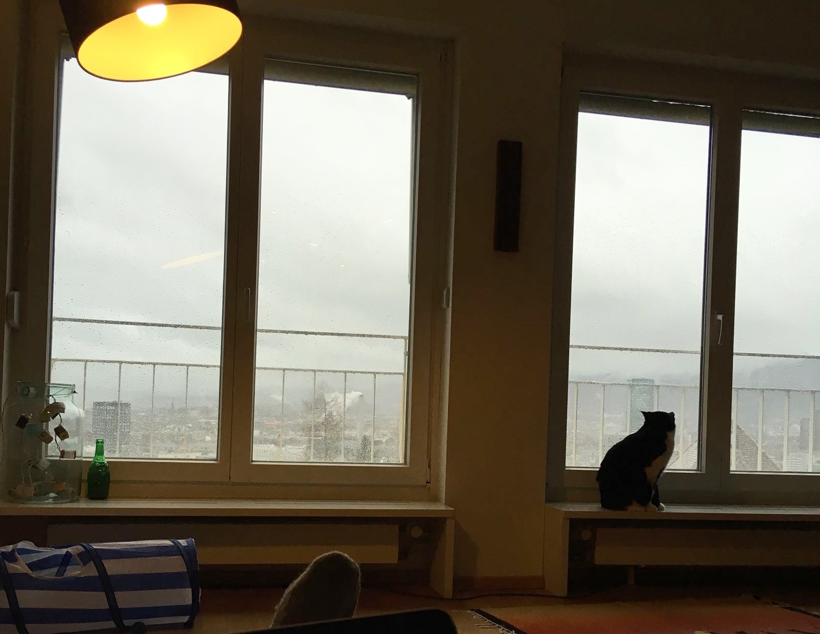 cat and view and computer