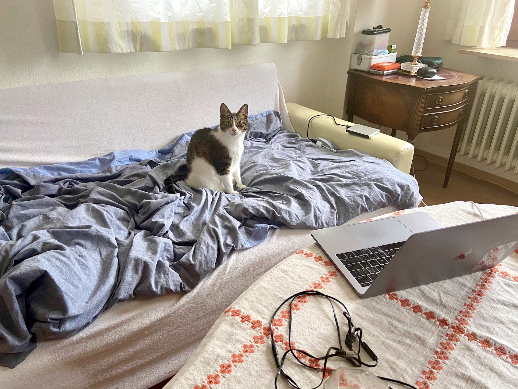 boo on bed ready for more snuggling